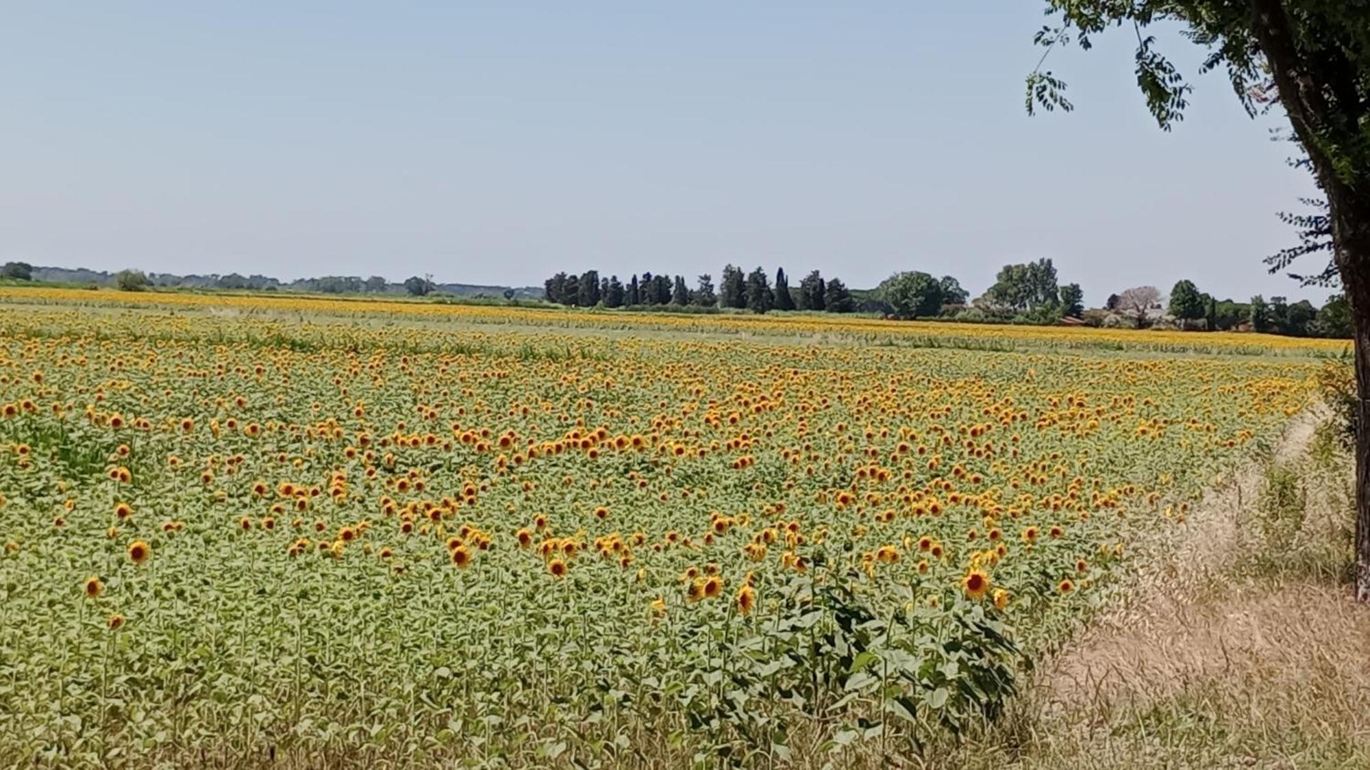 Casa Vacanze Toscana,Lago Di Massaciuccoli Zewnętrze zdjęcie